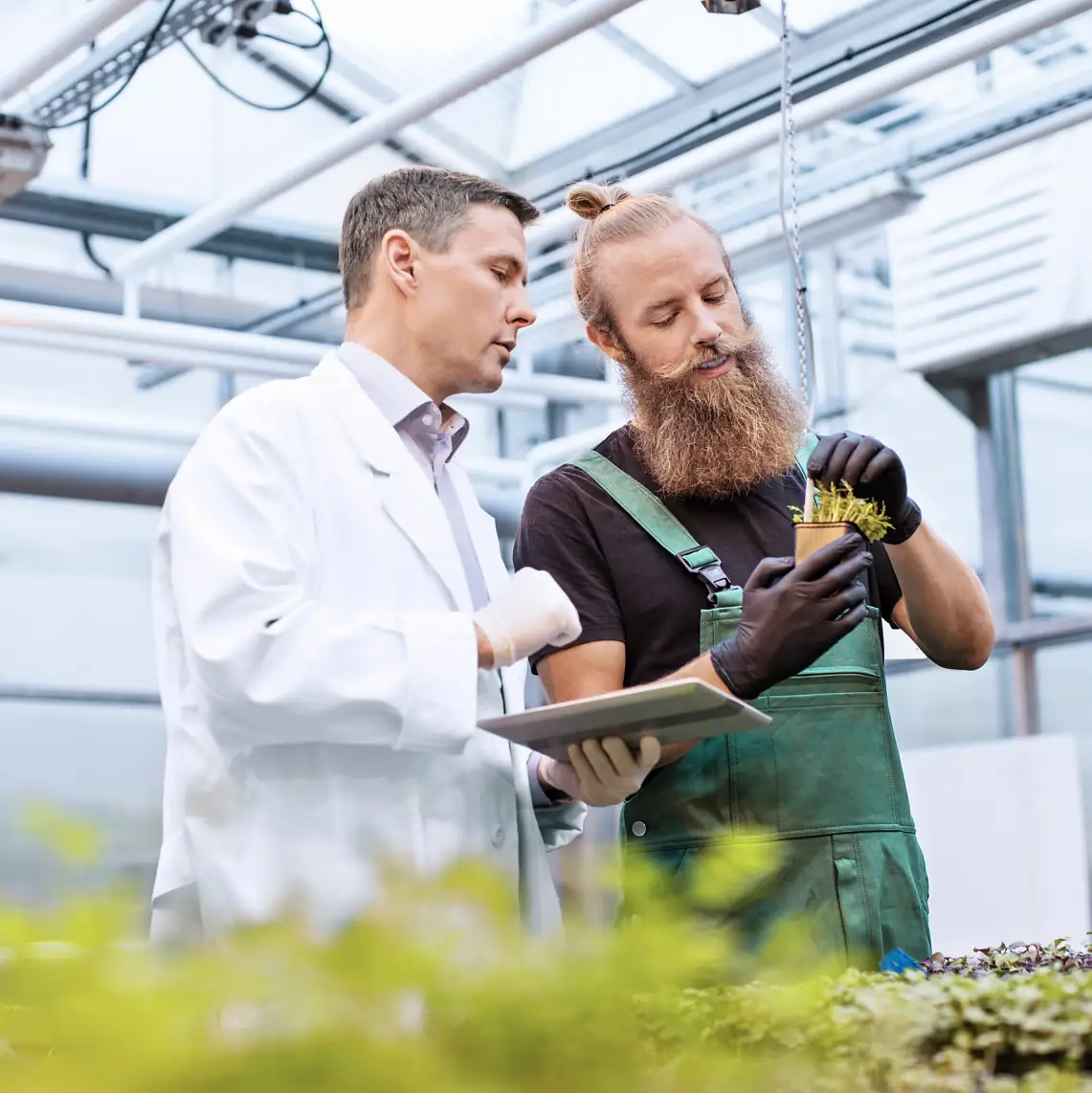 Male scientist and farm worker inspecting seedlings for disease in greenhouse