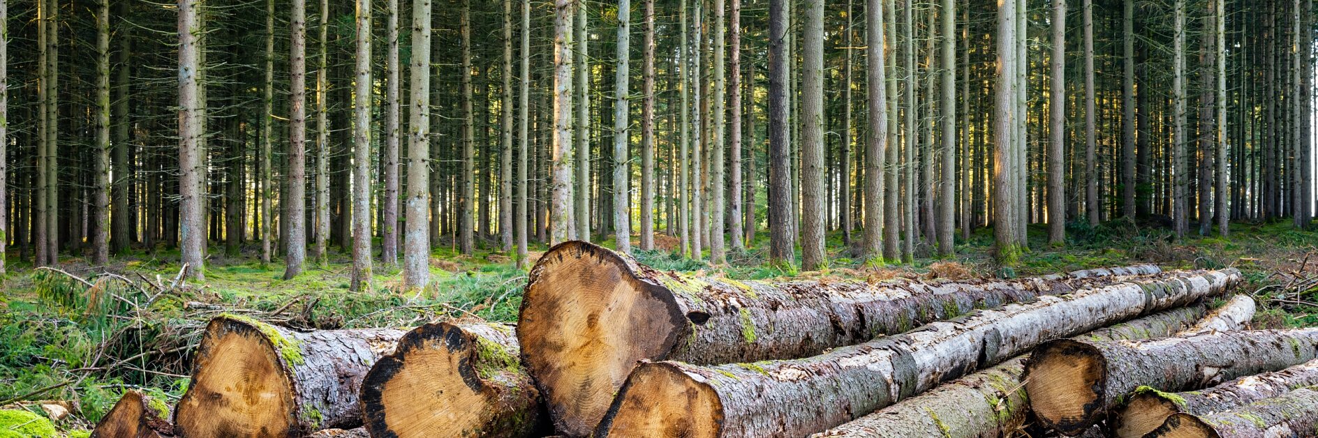 Stacked tree logs are placed at the forefront in a forest. Tall, evenly spaced trees with slender trunks fill the background, extending into the distance. The ground is covered with greenery and patches of moss. (This text has been generated by AI)