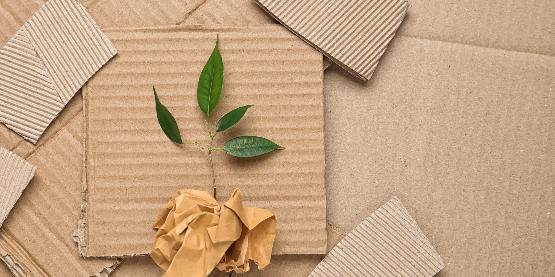 A small green plant sprouting from a crumpled piece of brown paper rests on layers of flat, textured cardboard. The background consists of overlapping pieces of corrugated cardboard, each showing distinctive ridges and edges, all held together securely by tesa tape. (This text has been generated by AI)